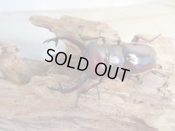 画像2: ☆新成虫☆フォルスターフタマタクワガタ(亜種ニシ)♂70ミリ♀42ミリペア販売!! (2)