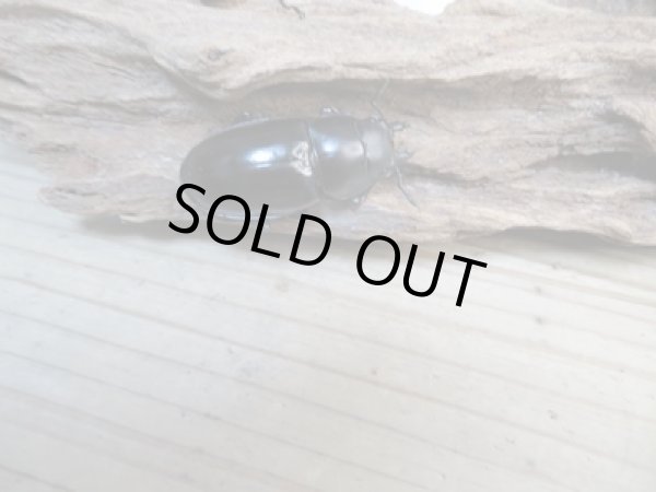 画像4: ☆新成虫☆ボーリンフタマタクワガタ(亜種バミノルム)♂75ミリ♀43ミリペア+♀38ミリ計3頭トリオ販売!! (4)