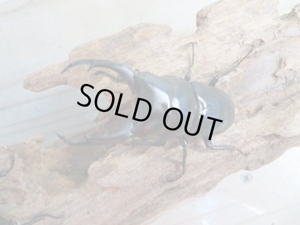 画像2: ☆新成虫☆ネパレンシスコクワガタ♂64ミリ♀45ミリペア販売!! (2)