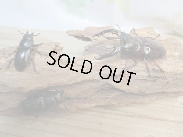 画像6: ☆新成虫☆ボーリンフタマタクワガタ(亜種バミノルム)♂75ミリ♀43ミリペア+♀38ミリ計3頭トリオ販売!! (6)