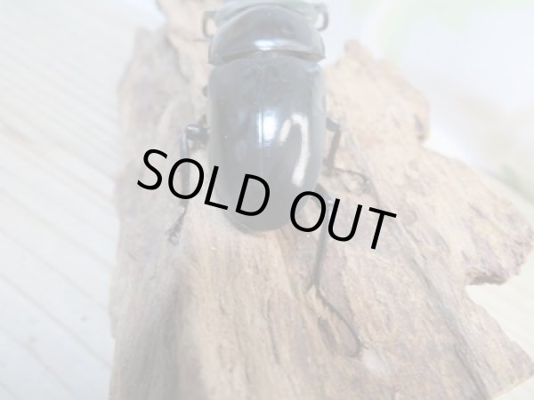 画像3: ☆新成虫☆ネパレンシスコクワガタ♂64ミリ♀45ミリペア販売!! (3)