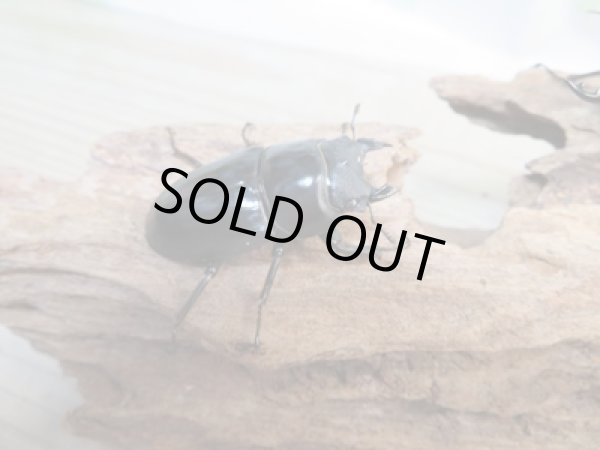 画像4: ☆新成虫☆ネパレンシスコクワガタ♂67ミリ♀45ミリペア販売!! (4)