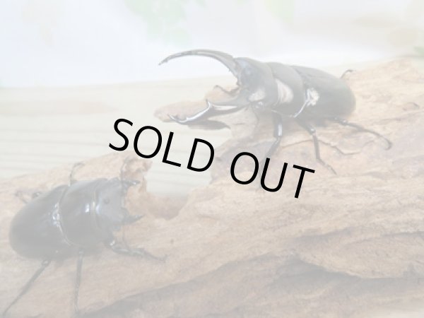 画像5: ☆新成虫☆ネパレンシスコクワガタ♂67ミリ♀45ミリペア販売!! (5)