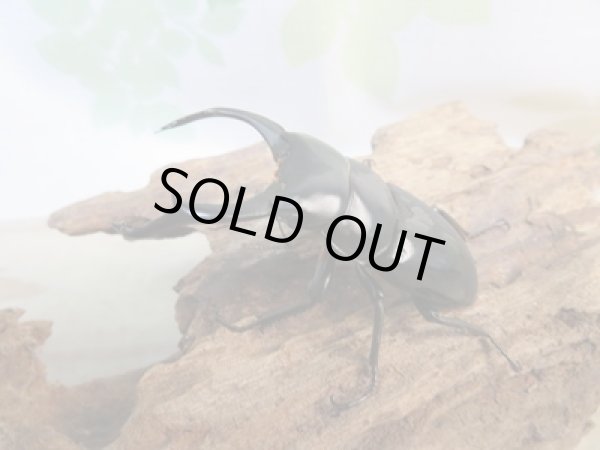 画像1: ☆新成虫☆ネパレンシスコクワガタ♂64ミリ♀45ミリペア販売!! (1)