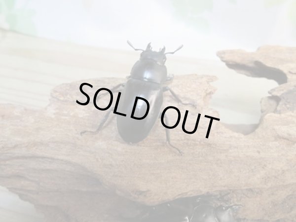 画像5: ☆新成虫☆ボーリンフタマタクワガタ(亜種バミノルム)♂75ミリ♀43ミリペア+♀38ミリ計3頭トリオ販売!! (5)