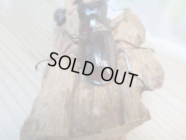 画像3: ☆新成虫☆ボーリンフタマタクワガタ(亜種バミノルム)♂75ミリ♀43ミリペア+♀38ミリ計3頭トリオ販売!! (3)