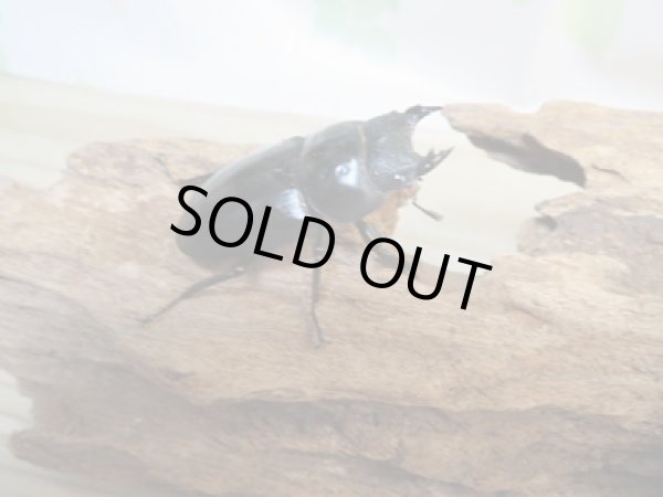 画像4: ☆新成虫☆ネパレンシスコクワガタ♂64ミリ♀45ミリペア販売!! (4)