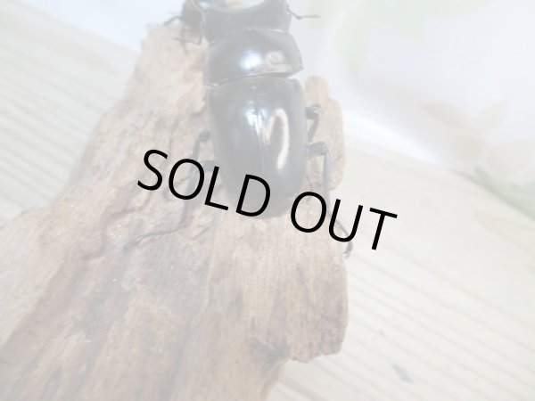 画像3: ☆新成虫☆ネパレンシスコクワガタ♂67ミリ♀45ミリペア販売!! (3)