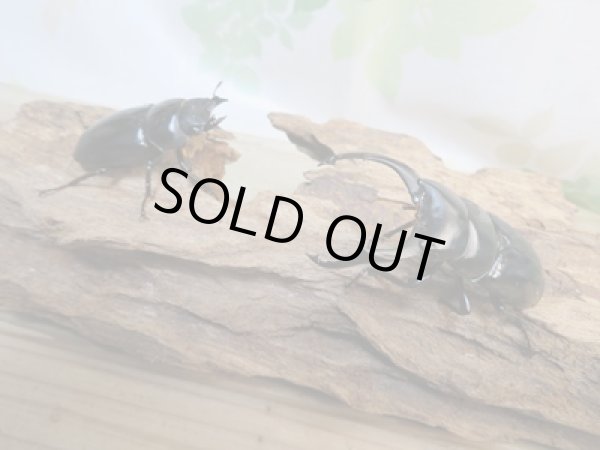 画像5: ☆新成虫☆ネパレンシスコクワガタ♂64ミリ♀45ミリペア販売!! (5)