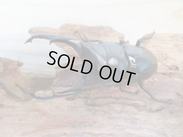 画像2: ☆新成虫☆ネパレンシスコクワガタ♂67ミリ♀45ミリペア販売!! (2)