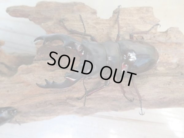 画像2: ☆新成虫☆ボーリンフタマタクワガタ(亜種バミノルム)♂75ミリ♀43ミリペア+♀38ミリ計3頭トリオ販売!! (2)