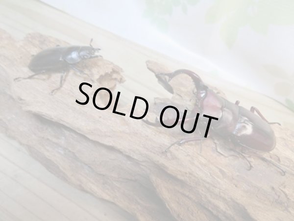 画像5: ☆新成虫☆フォルスターフタマタクワガタ(亜種ニシ)♂70ミリ♀42ミリペア販売!! (5)