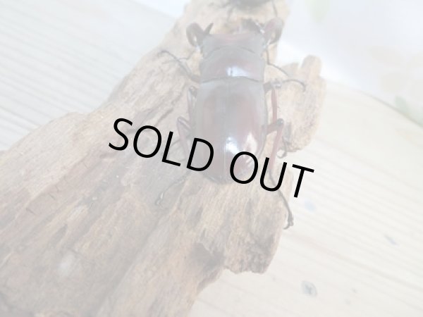 画像3: ☆新成虫☆フォルスターフタマタクワガタ(亜種ニシ)♂70ミリ♀42ミリペア販売!! (3)