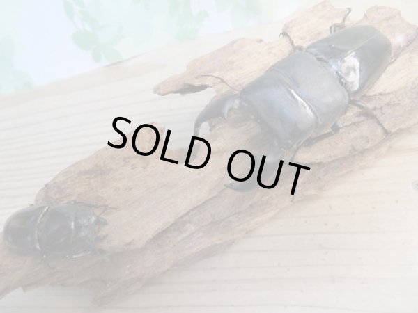 画像5: 即ブリ☆アチェ産☆スマトラオオヒラタクワガタ♂90ミリ♀51ミリペア販売!! (5)