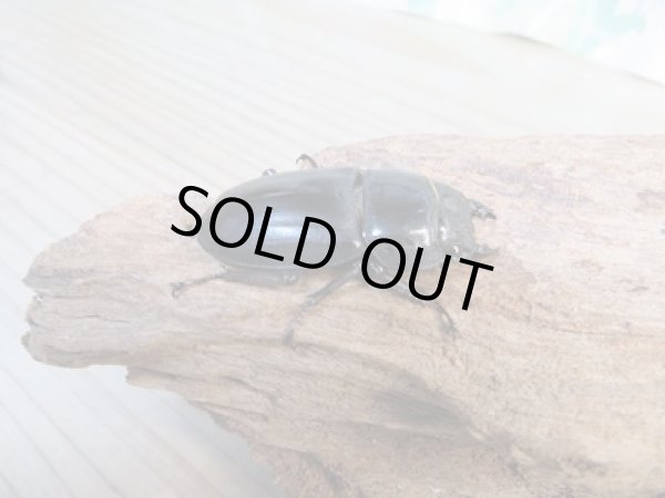 画像4: ☆即ブリ☆カマリネスヒラタクワガタ(キングテイオウヒラタクワガタ)♂96ミリ♀42ミリペア7販売!! (4)