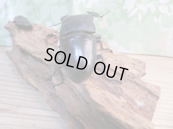 画像3: ☆即ブリ☆パラワンオオヒラタクワガタ♂105ミリ♀51ミリペア販売!! (3)