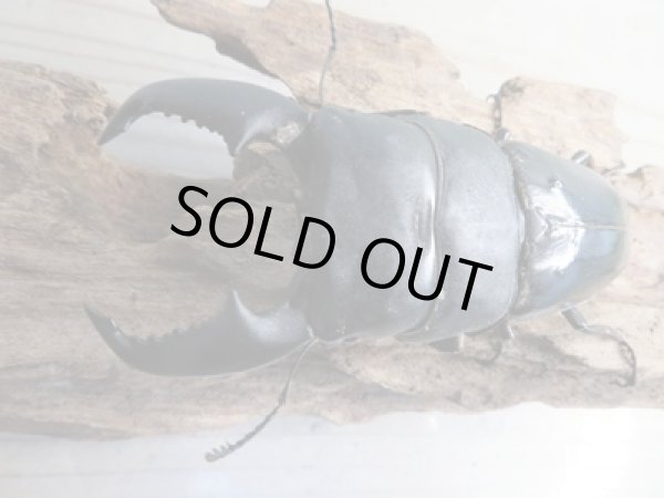 画像2: 即ブリ☆アチェ産☆スマトラオオヒラタクワガタ♂90ミリ♀51ミリペア販売!! (2)