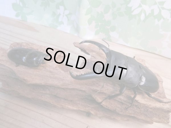 画像5: ☆即ブリ☆パラワンオオヒラタクワガタ♂105ミリ♀51ミリペア販売!! (5)