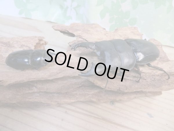 画像5: 即ブリ☆アチェ産☆アルキデスヒラタクワガタ♂81ミリ♀42ミリペア販売!! (5)