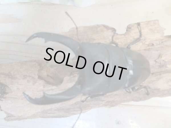 画像2: ☆即ブリ☆カマリネスヒラタクワガタ(キングテイオウヒラタクワガタ)♂96ミリ♀42ミリペア7販売!! (2)