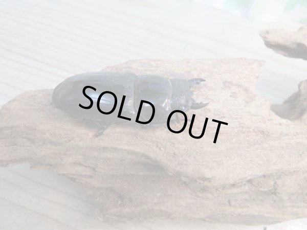 画像4: ☆即ブリ☆パラワンオオヒラタクワガタ♂105ミリ♀51ミリペア販売!! (4)