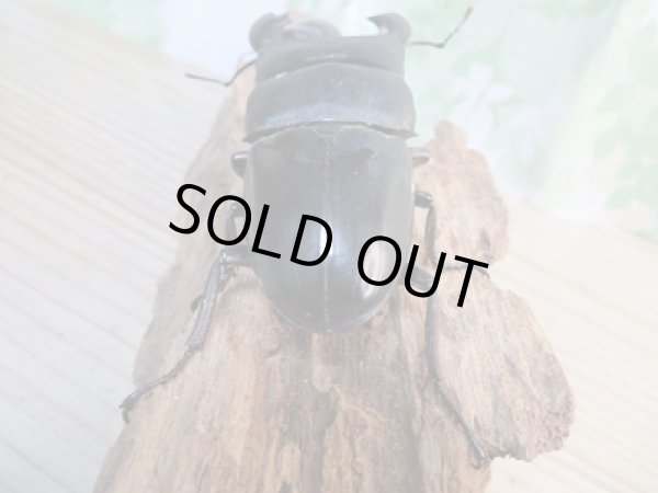 画像3: 即ブリ☆アチェ産☆スマトラオオヒラタクワガタ♂90ミリ♀51ミリペア販売!! (3)