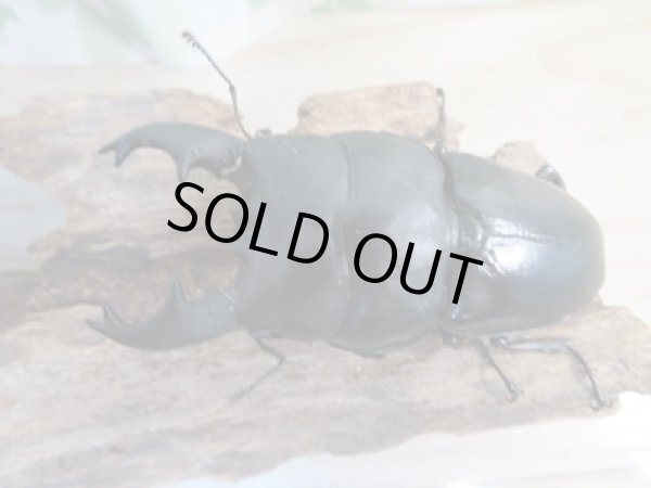 画像2: 即ブリ☆アチェ産☆アルキデスヒラタクワガタ♂81ミリ♀42ミリペア販売!! (2)