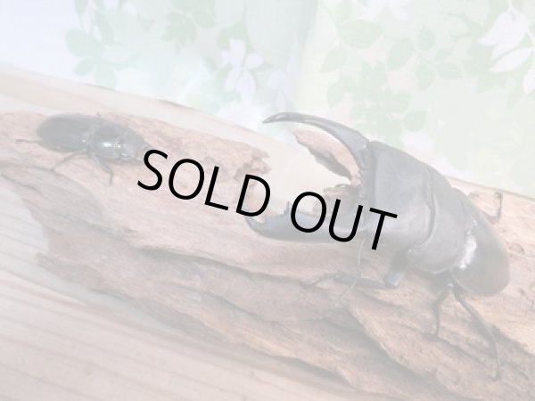 画像5: ☆即ブリ☆カマリネスヒラタクワガタ(キングテイオウヒラタクワガタ)♂96ミリ♀42ミリペア7販売!! (5)