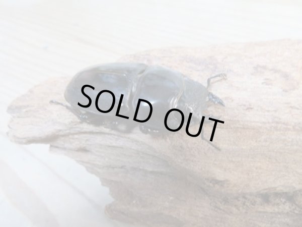 画像4: 即ブリ☆アチェ産☆スマトラオオヒラタクワガタ♂90ミリ♀51ミリペア販売!! (4)