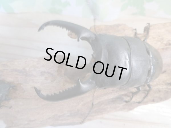 画像2: ☆即ブリ☆パラワンオオヒラタクワガタ♂105ミリ♀51ミリペア販売!! (2)