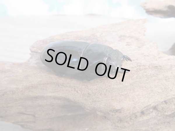 画像4: 即ブリ☆アチェ産☆アルキデスヒラタクワガタ♂81ミリ♀42ミリペア販売!! (4)