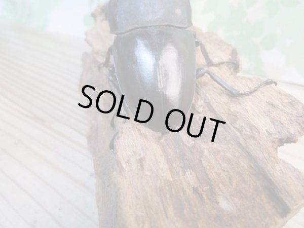 画像3: ☆即ブリ☆カマリネスヒラタクワガタ(キングテイオウヒラタクワガタ)♂96ミリ♀42ミリペア7販売!! (3)