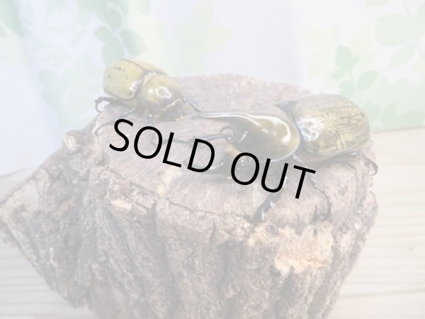 画像5: ☆新成虫☆ティティウスシロカブト♂62ミリ♀42ミリペア販売!! (5)