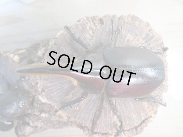 画像2: ☆新成虫☆サタンオオカブト♂94ミリ♀フ67ミリペア販売!! (2)