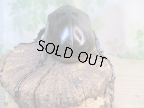 画像3: ☆新成虫☆レックスゾウカブト♂110ミリ♀69ミリペア販売!! (3)