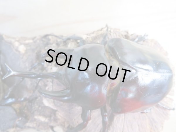 画像2: ☆新成虫☆レックスゾウカブト♂110ミリ♀69ミリペア販売!! (2)