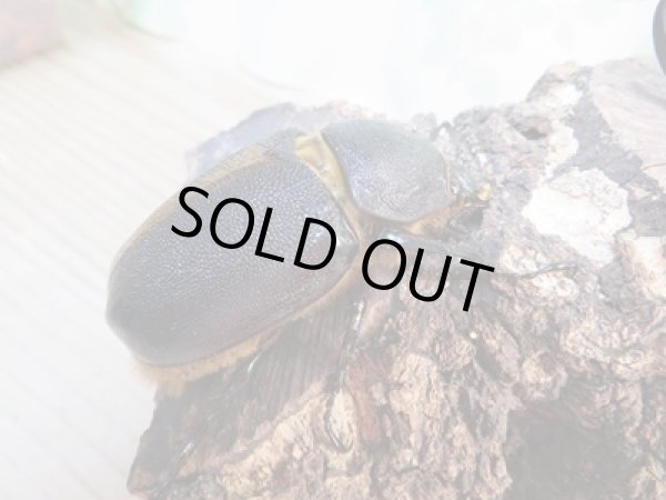 画像4: ☆新成虫☆サタンオオカブト♂94ミリ♀フ67ミリペア販売!! (4)