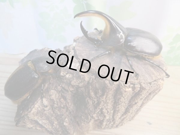 画像5: ☆新成虫☆サタンオオカブト♂94ミリ♀フ67ミリペア販売!! (5)