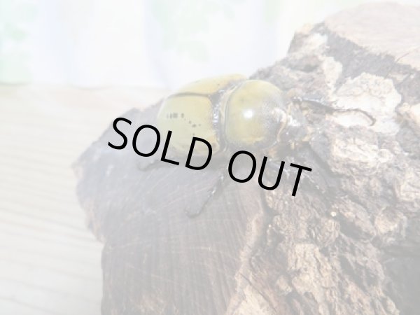 画像4: ☆新成虫☆ティティウスシロカブト♂62ミリ♀42ミリペア販売!! (4)