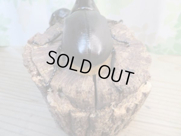 画像3: ☆新成虫☆サタンオオカブト♂94ミリ♀フ67ミリペア販売!! (3)