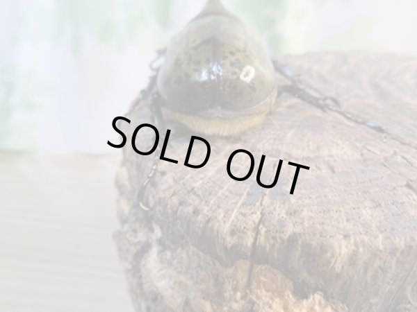 画像3: ☆新成虫☆ティティウスシロカブト♂62ミリ♀42ミリペア販売!! (3)