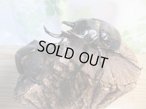 画像5: ☆新成虫☆レックスゾウカブト♂110ミリ♀69ミリペア販売!! (5)