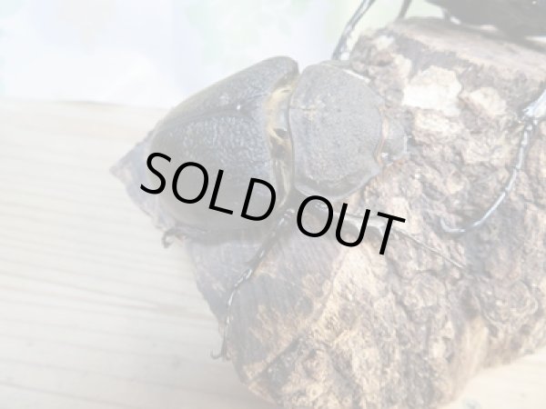 画像4: ☆新成虫☆レックスゾウカブト♂110ミリ♀69ミリペア販売!! (4)