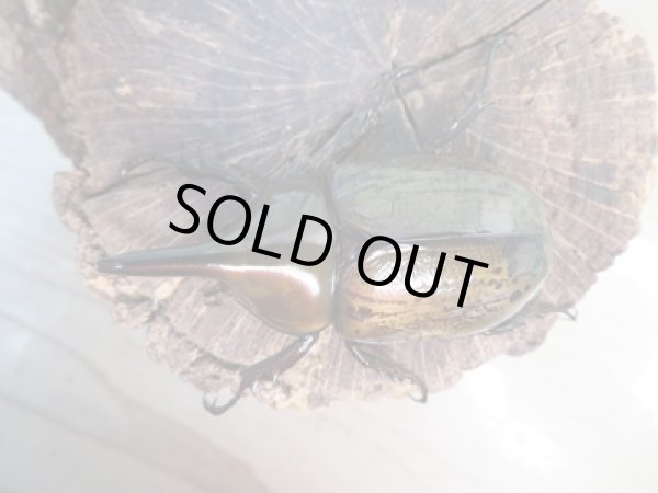 画像2: ☆新成虫☆ティティウスシロカブト♂62ミリ♀42ミリペア販売!! (2)