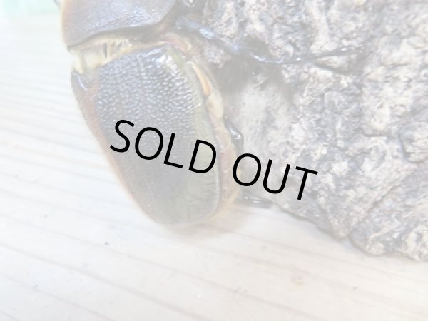 画像6: ☆某有名血統☆新成虫!D.H.ヘラクレス♂141ミリ♀ーB68ミリペア+♀66ミリ計3頭セット販売!! (6)