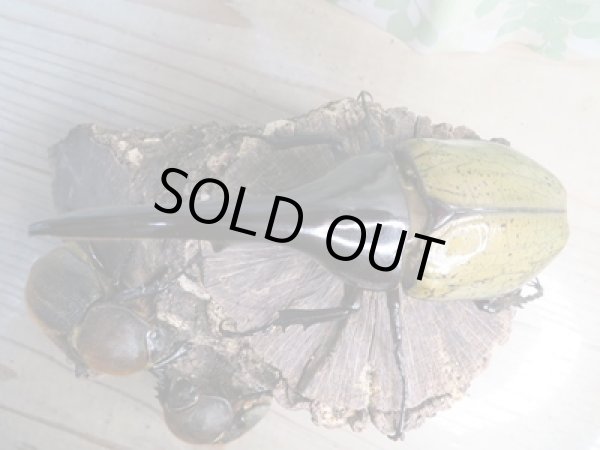 画像2: ☆某有名血統☆新成虫!D.H.ヘラクレス♂141ミリ♀ーB68ミリペア+♀66ミリ計3頭セット販売!! (2)