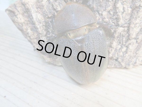 画像5: ☆某有名血統☆新成虫!D.H.ヘラクレス♂141ミリ♀ーB68ミリペア+♀66ミリ計3頭セット販売!! (5)