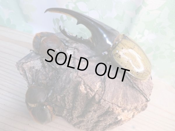 画像7: ☆某有名血統☆新成虫!D.H.ヘラクレス♂141ミリ♀ーB68ミリペア+♀66ミリ計3頭セット販売!! (7)