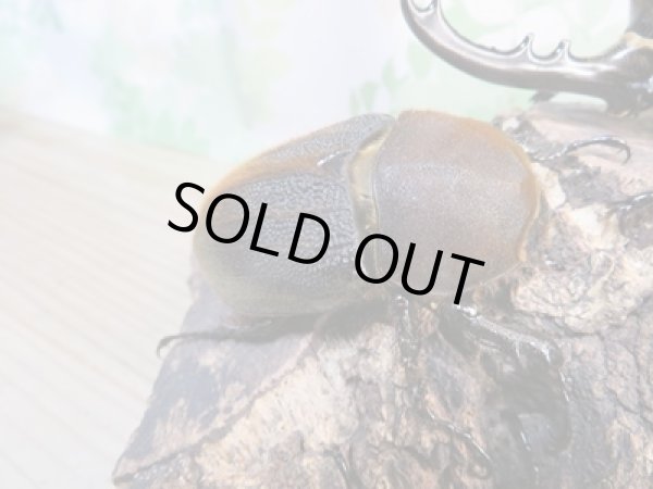 画像4: ☆某有名血統☆新成虫!D.H.ヘラクレス♂141ミリ♀ーB68ミリペア+♀66ミリ計3頭セット販売!! (4)