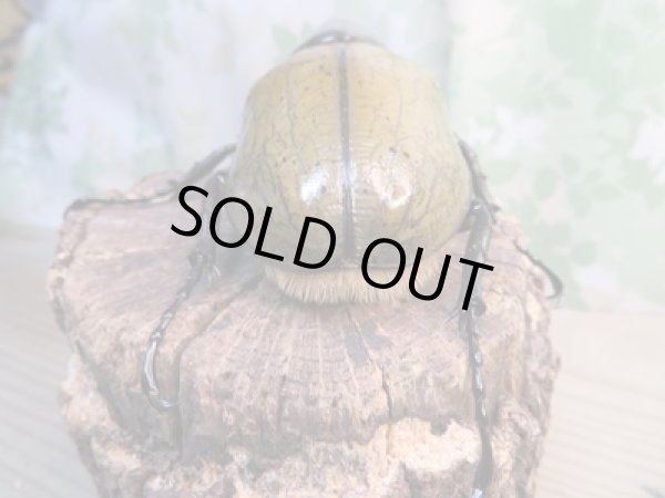 画像3: ☆某有名血統☆新成虫!D.H.ヘラクレス♂141ミリ♀ーB68ミリペア+♀66ミリ計3頭セット販売!! (3)